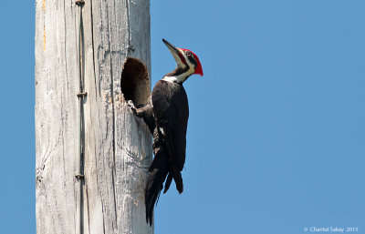 Pileated-Woodpecker-2851.jpg