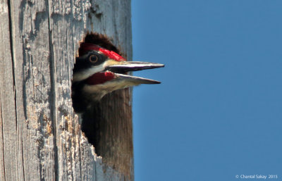 Pileated-Woodpecker-2884.jpg