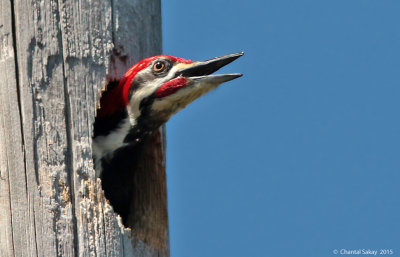 Pileated-Woodpecker-2894.jpg