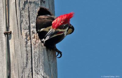 Pileated-Woodpecker-2904.jpg