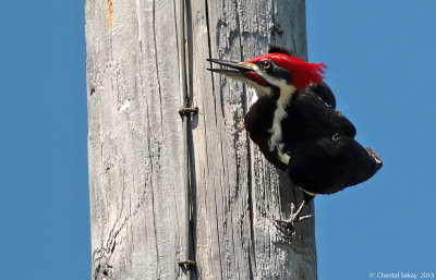Pileated-Woodpecker-2906.jpg