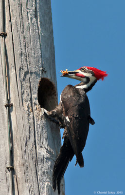 Pileated-Woodpecker-2948.jpg