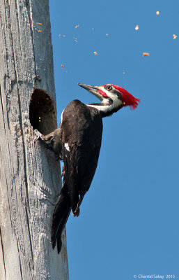 Pileated-Woodpecker-2956.jpg
