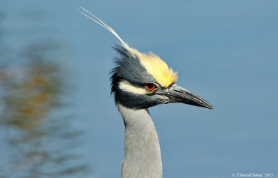 Yellow-crowned-Night-Heron-0886.jpg