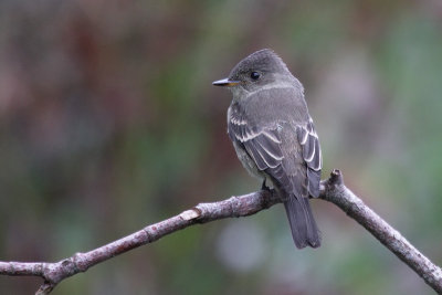 WesternWood Peewee (Contopus sordidulus)