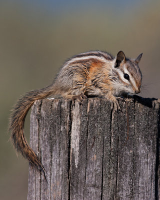 chipmunks