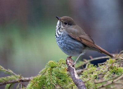 hermitthrush12171402.jpg