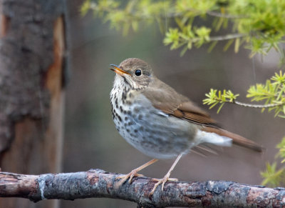 hermit_thrush