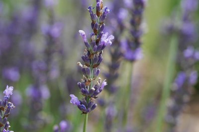 lavender