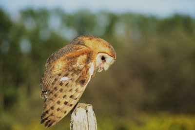 _DSC9865.JPG