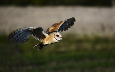 _DSC9923.JPG