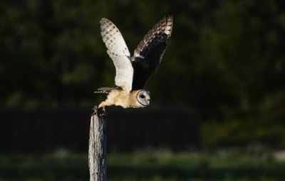 _DSC9963.JPG