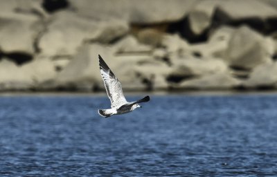 _DSC0782.JPG