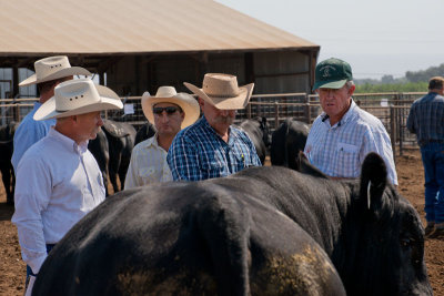 Tehama Angus Ranch's 2013 Bull Auction