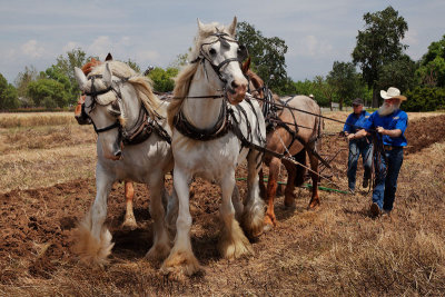 Threshing Bee at Patrick Ranch