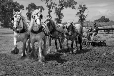 Threshing Bee at Patrick Ranch