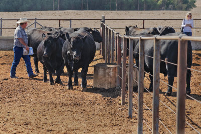 2014 Tehama Angus Bull Sale