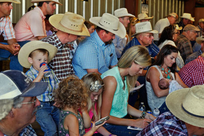 2014 Tehama Angus Bull Sale