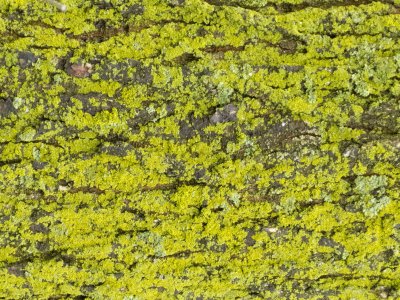 Lichens on Bark