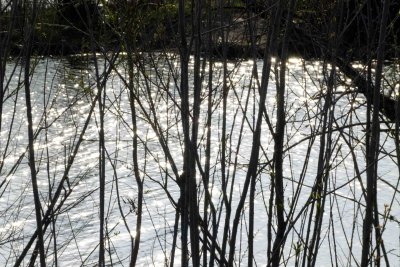 sun, ripples, young trees