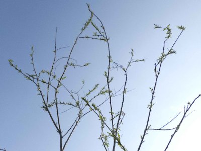 young willow leaves