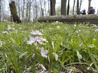 Spring Beauties
[birders in upper right]