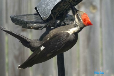 Pileated Woodpecker
at Jenny's in IN