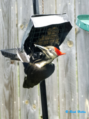 Pileated Woodpecker
at Jenny's in IN