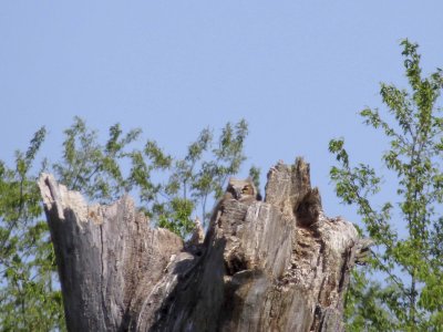 young Great Horned Owl
Kent Park