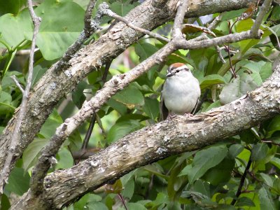 Chipping Sparrow