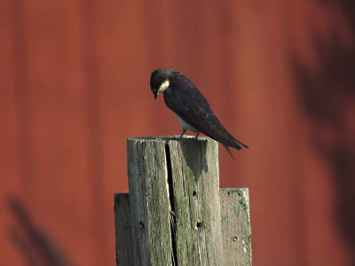 Tree Swallow