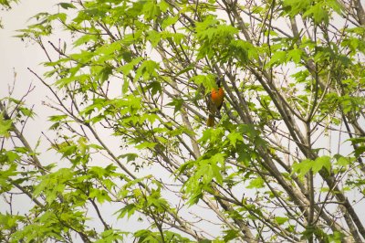 distant Baltimore Oriole