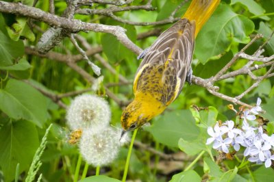 Female Baltimore Oriole gathering Dandelion seeds