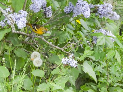 Female Baltimore Oriole gathering Dandelion seeds