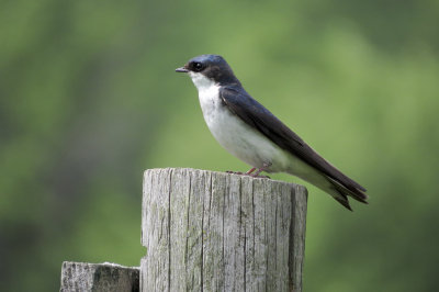 Tree Swallow