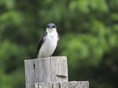 Tree Swallow