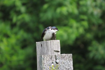 Tree Swallow