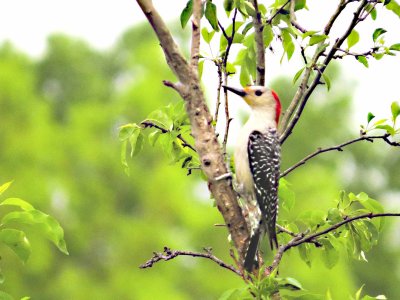 Red-bellied Woodpecker