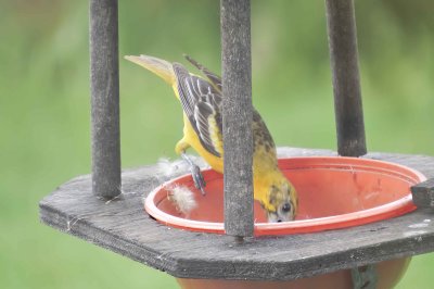 Oriole feeding after dropping mouthful of down.