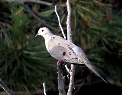 Mourning Dove