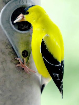 Am Goldfinch