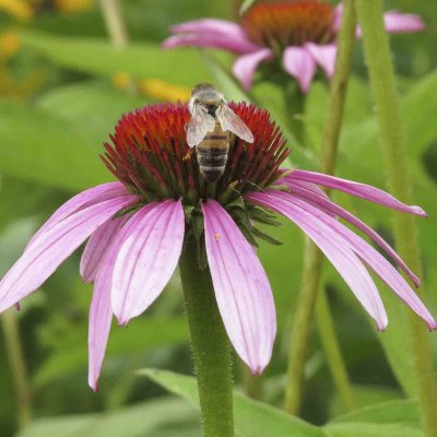 Honeybee on Purple Coneflower