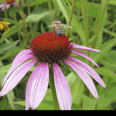 Honeybee on Purple Coneflower