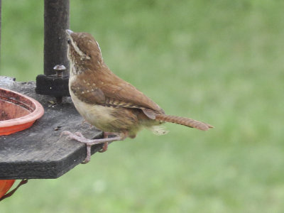 Carolina Wren