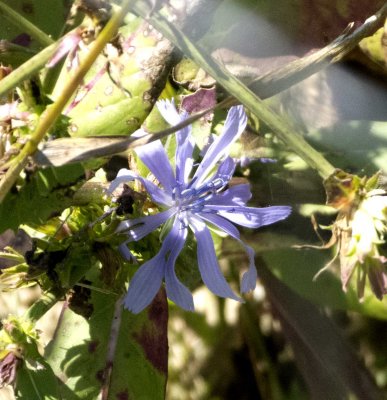 blu plant flower.jpg