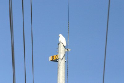 Leucistic Red-tailed Hawk
taken in Iowa Falls, 8/4/13
not by Rick