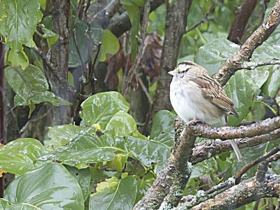 White-throated Sparrow