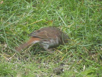 Fox Sparrow in Full Kick