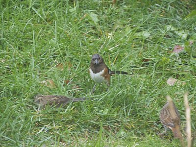 Yard First Eastern Towhee