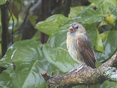 Bedraggled Cardinal